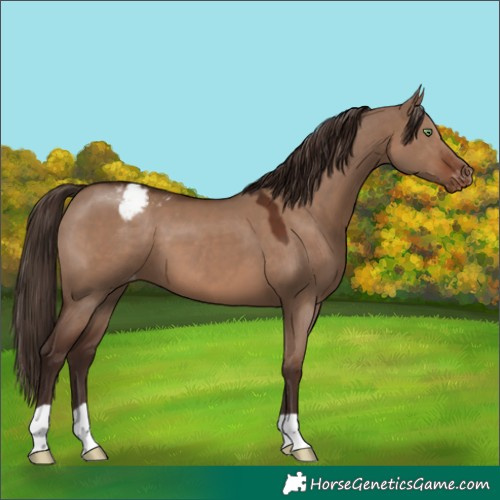 Horse Color:Liver Red Dun Appaloosa 