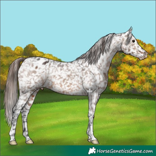 Horse Color:Brown Dun Appaloosa Brindle 