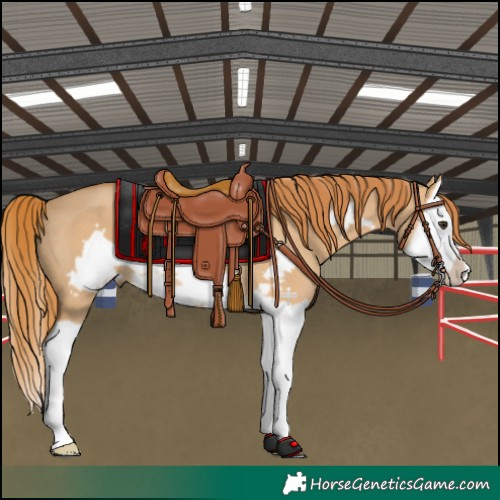 Horse Color:Red Dun Splash Frame Rabicano 