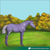 Horse Color:Watercolor White Spotted Silver Grullo