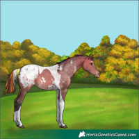 Horse Color:Painted White Spotted Brown Dun Tobiano Appaloosa