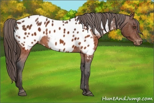 Horse Color:Brown Near Leopard  Brindle