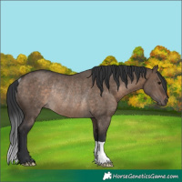 Horse Color:Brown Dun Rabicano 
