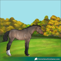Horse Color:Brown Dun Rabicano