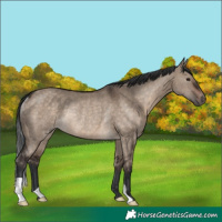 Horse Color:Brown Dun Rabicano
