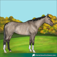 Horse Color:Brown Dun Rabicano 