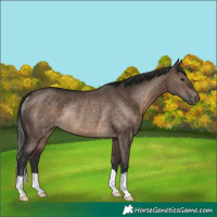 Horse Color:Brown Dun Rabicano