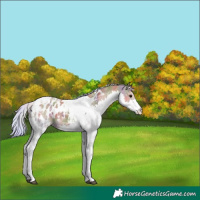Horse Color:Nacre White Spotted Silver Grullo Splash Tobiano Appaloosa 