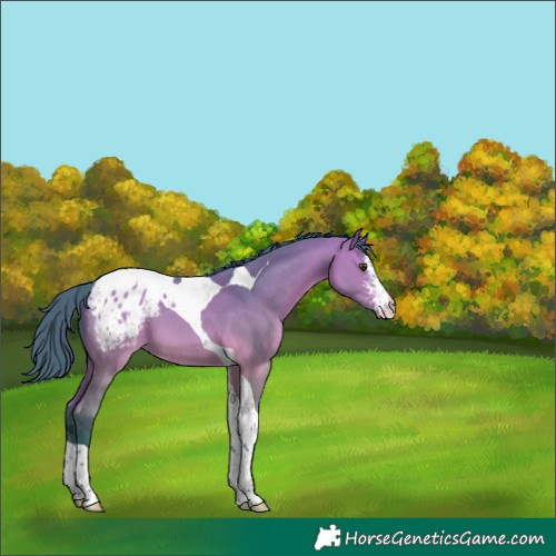 Horse Color:Watercolor Bay Dun Sabino Tobiano Blanket 