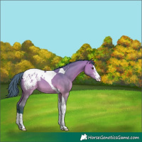 Horse Color:Watercolor Bay Dun Sabino Tobiano Blanket 