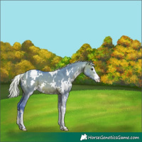 Horse Color:Watercolor White Spotted Silver Brown Dun Sabino Varnish 