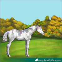 Horse Color:Nacre White Spotted Bay Dun Splash Tobiano Varnish