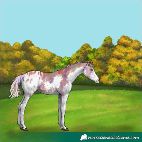 Horse Color:Nacre White Spotted Silver Bay Dun Splash Tobiano Appaloosa 