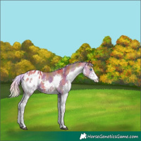 Horse Color:Nacre White Spotted Silver Bay Dun Splash Tobiano Appaloosa 