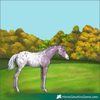 Horse Color:Watercolor White Spotted Silver Grullo Sabino Blanket