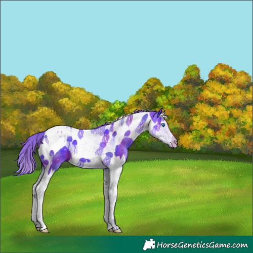 Horse Color:Nacre Watercolor Smoky Black Splash Tobiano Blanket 