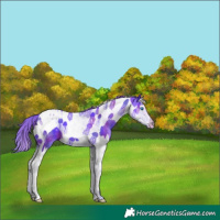 Horse Color:Nacre Watercolor Smoky Black Splash Tobiano Appaloosa 