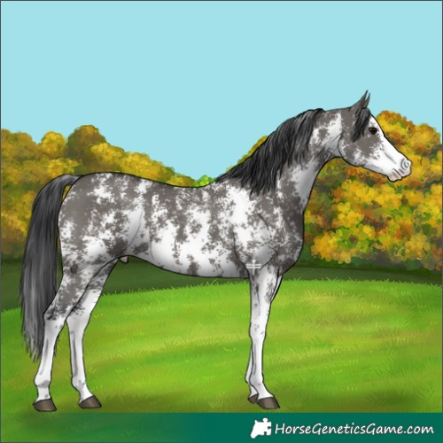 Horse Color:Grullo Sabino 