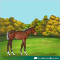 Horse Color:Silver Bay Mushroom Rabicano 