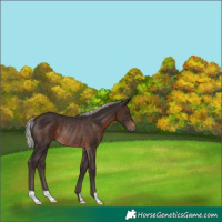 Horse Color:Silver Brown Rabicano 