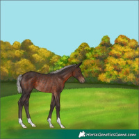 Horse Color:Silver Brown Rabicano 