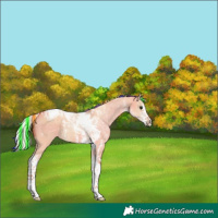 Horse Color:Painted Silver Bay Dun Sabino Tobiano 
