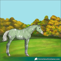 Horse Color:Watercolor White Spotted Silver Grullo Sabino Splash