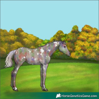 Horse Color:Nacre White Spotted Silver Grullo