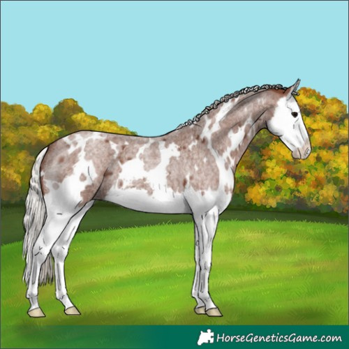 Horse Color:White Spotted Silver Blue Roan Splash