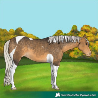 Horse Color:Silver Buckskin Tobiano Appaloosa 