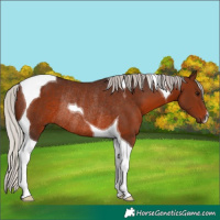 Horse Color:Silver Brown Tobiano Rabicano