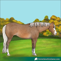 Horse Color:Silver Buckskin Appaloosa 