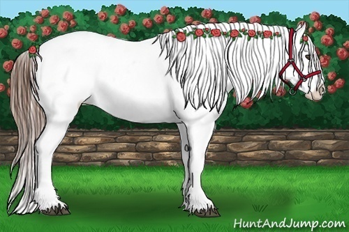 Horse Color:Brown Blanket Brindle