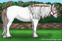 Horse Color:Brown Appaloosa  Brindle