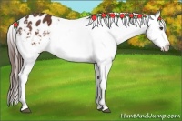 Horse Color:Brown Appaloosa  Brindle