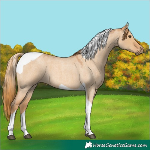 Horse Color:Red Dun Roan Tobiano 