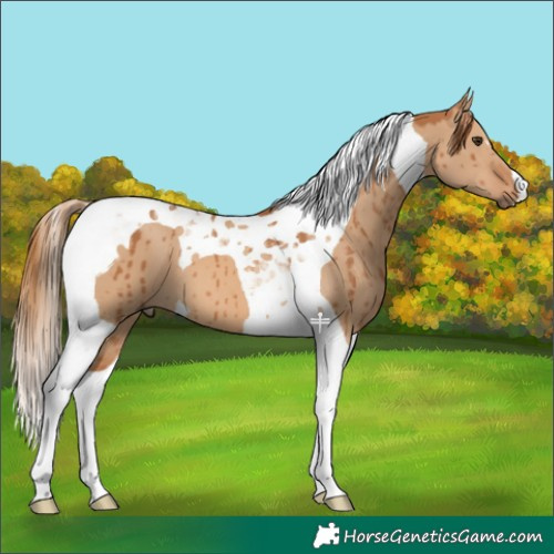 Horse Color:Red Dun Tobiano Brindle 