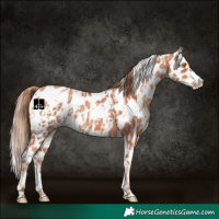 Horse Color:Gold Champagne Appaloosa  and Gold Champagne Appaloosa 
