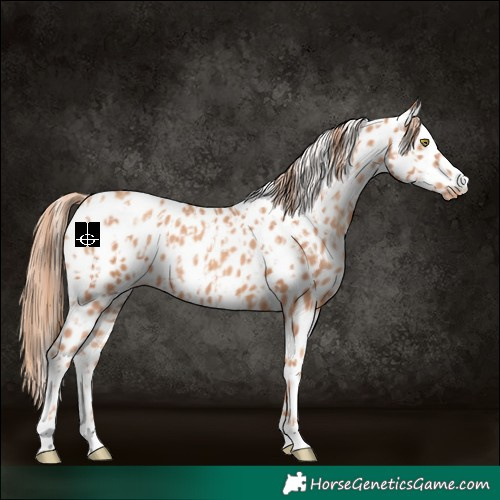 Horse Color:Gold Champagne Appaloosa  and Gold Champagne Appaloosa 