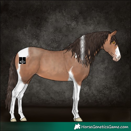 Horse Color:Amber Champagne Tobiano 