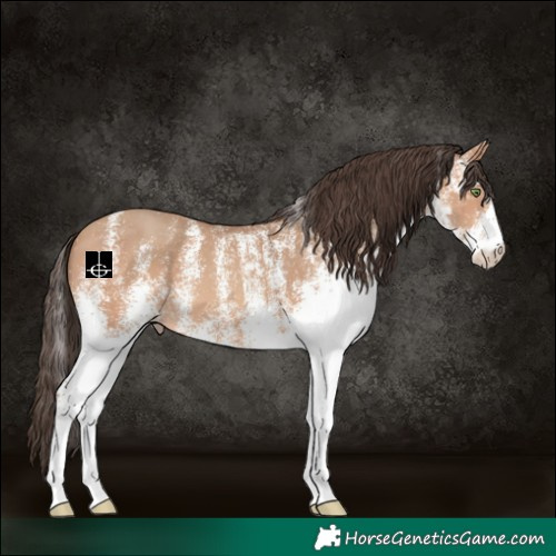 Horse Color:White Spotted Amber Champagne 