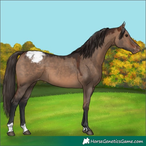 Horse Color:Bay Dun Appaloosa 