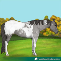 Horse Color:Grullo Tobiano Appaloosa 