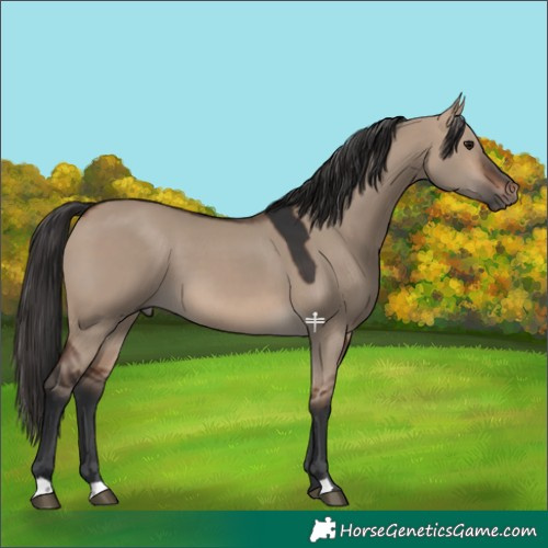 Horse Color:Brown Dun 
