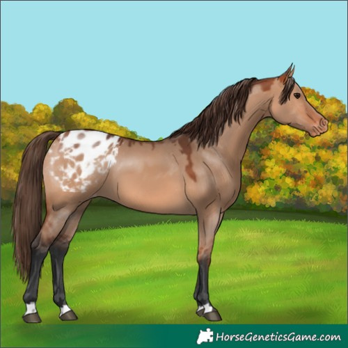 Horse Color:Bay Dun Appaloosa 