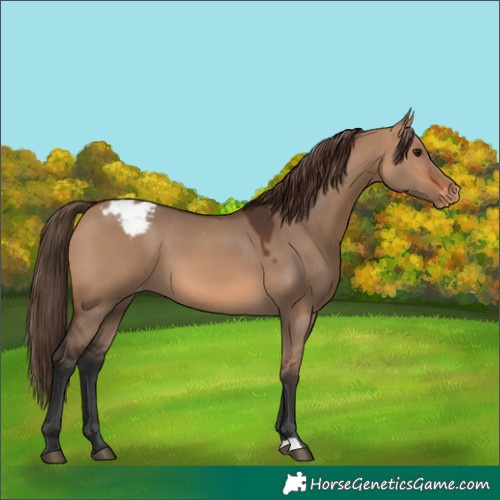 Horse Color:Bay Dun Appaloosa 