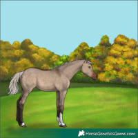 Horse Color:Silver Brown Dun Tobiano 