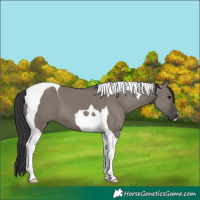 Horse Color:Grullo Tobiano 
