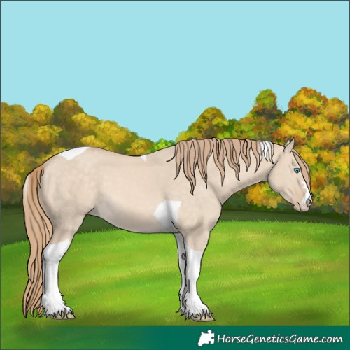 Horse Color:Perlino Dun Tobiano