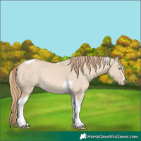 Horse Color:Perlino Dun Tobiano 